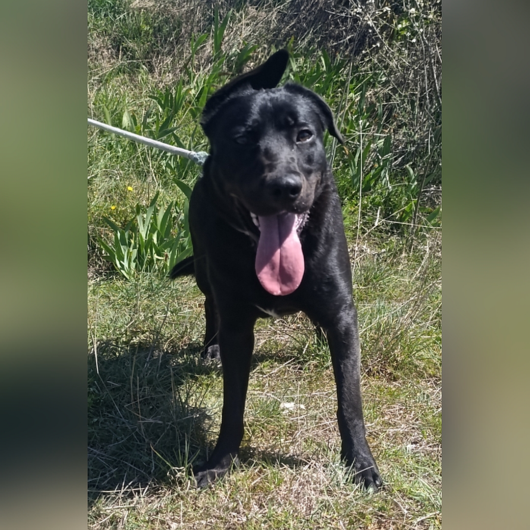 Schwarzer Rüde, stehend, von vorn, Blick in Kamera