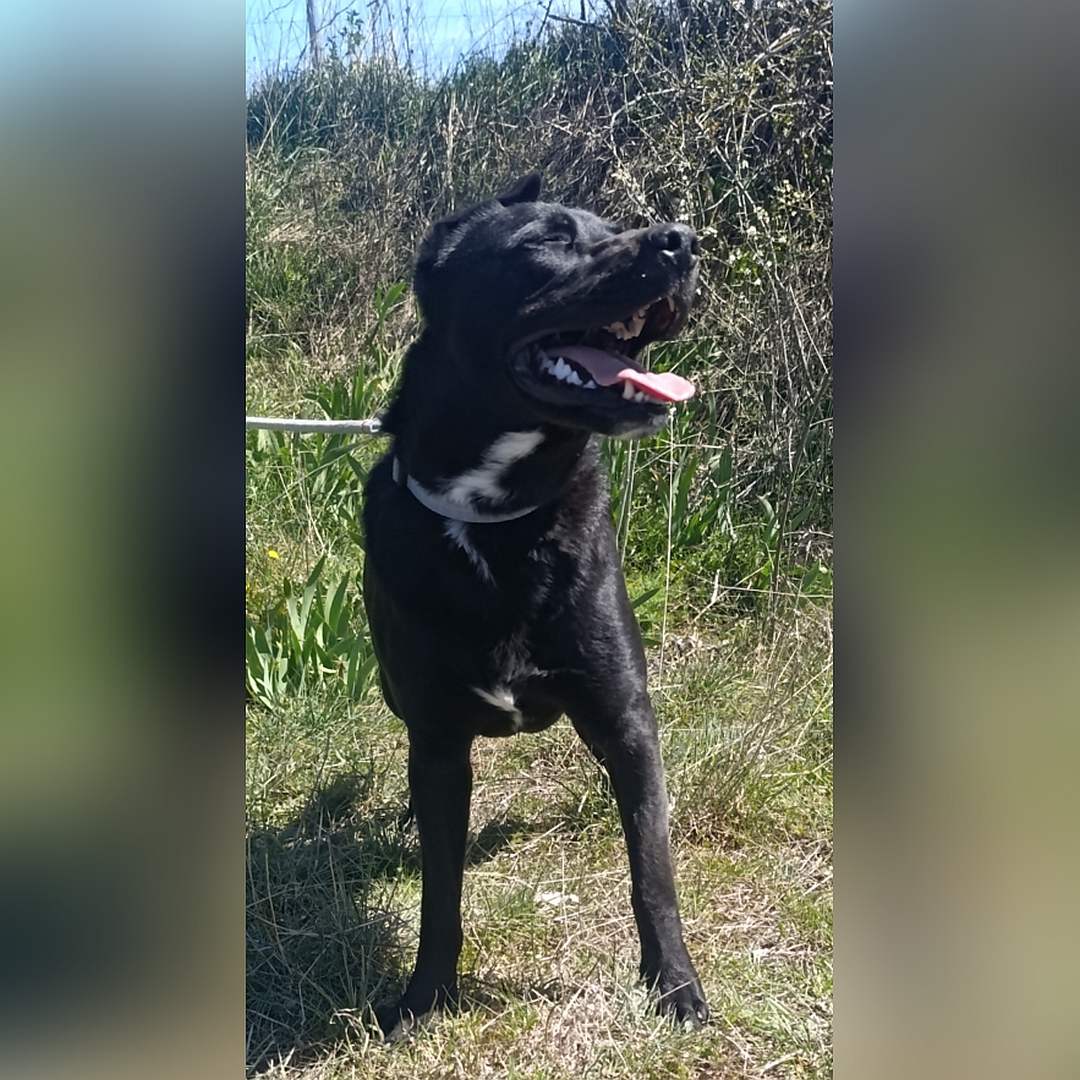 Schwarzer Rüde, stehend, von vorn, Kopf und Blick nach links