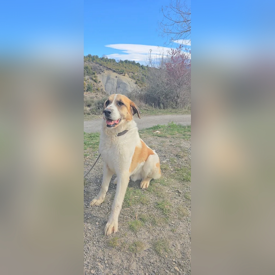 Weiß-hellbrauner Rüde, sitzend, von eher links vorn, Kopf und Blick geradeaus