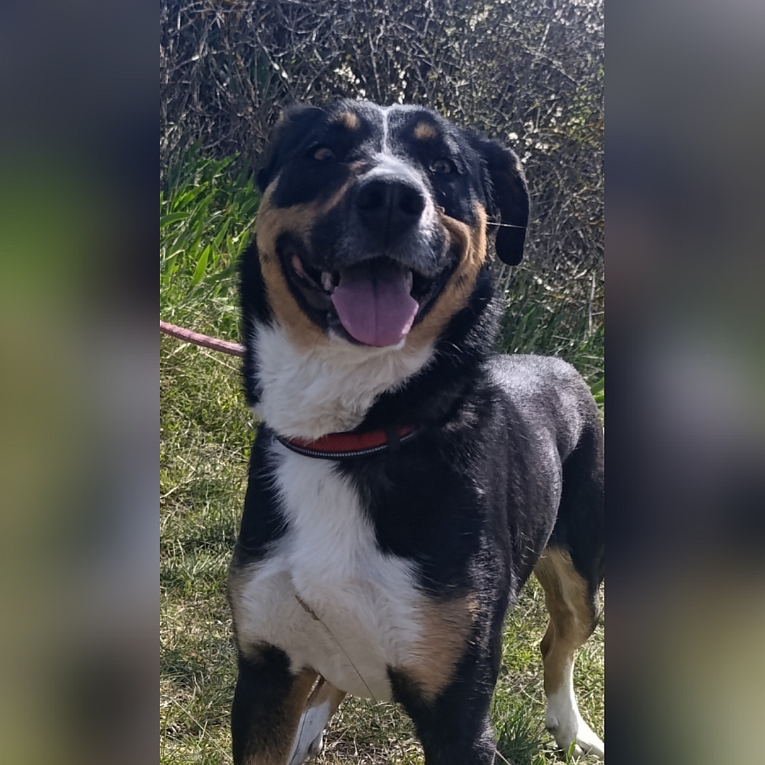 Schwarz-braun-weiße Hündin, stehend, von vorn, Kopf und Blick in Kamera