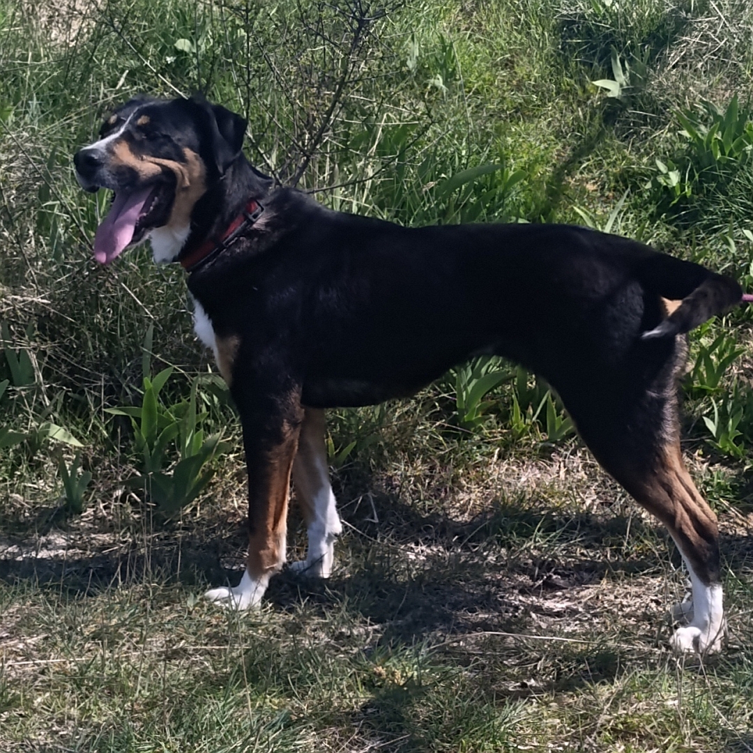 Schwarz-braun-weiße Hündin, stehend, linke Seite, Kopf und Blick leicht nach links