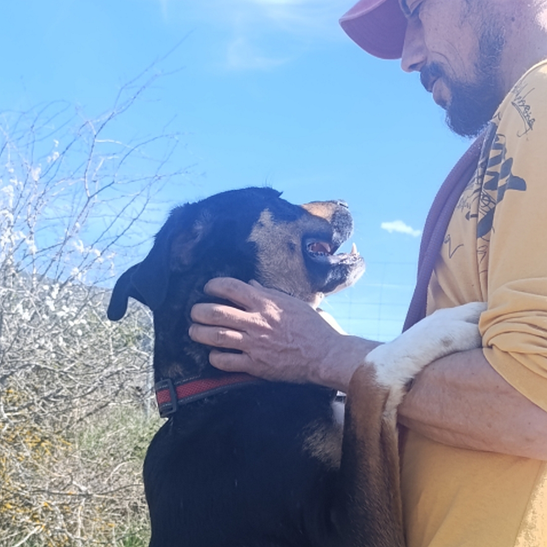 Schwarz-braun-weiße Hündin, auf zwei Beinen angelehnt an Person stehend, rechte Seite, Portrait,  Kopf und Blick nach links