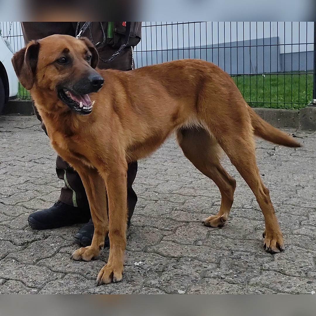 Hellbraune Hündin, stehend, rechte Seite, Kopf und Blick nach links hinten
