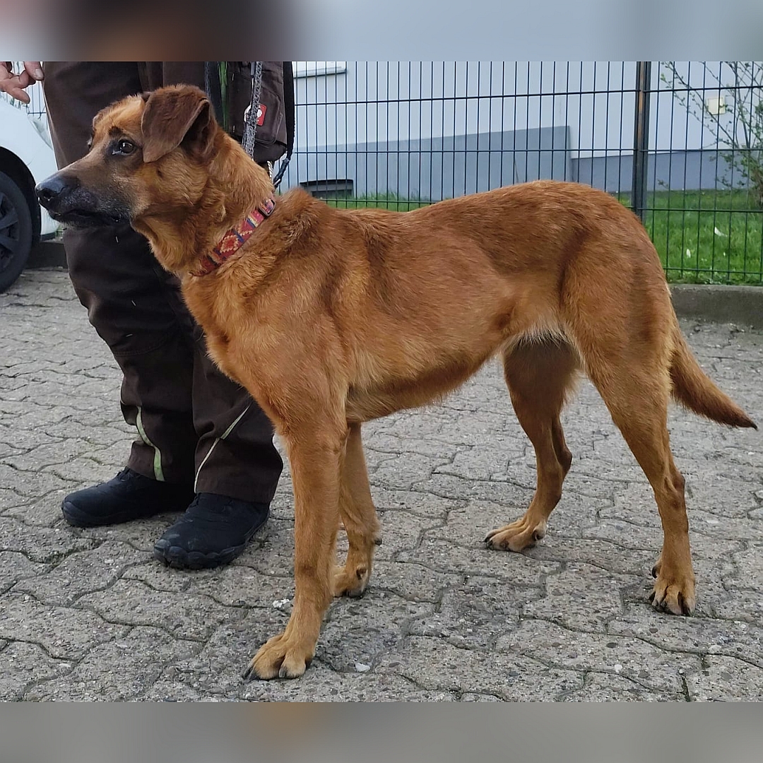 Hellbraune Hündin, stehend, rechte Seite, Kopf und Blick geradeaus