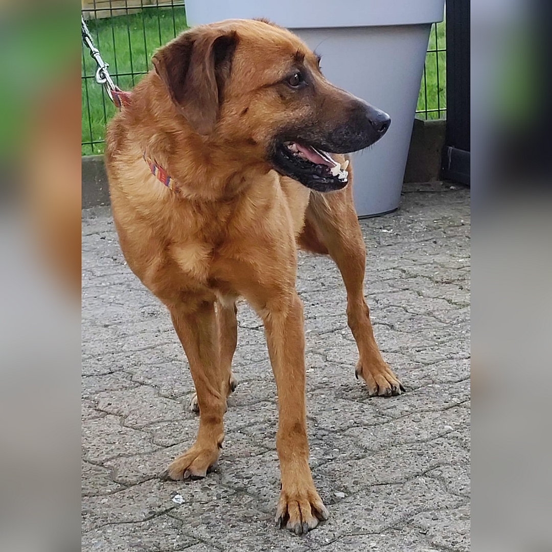 Hellbraune Hündin, stehend, von vorn, Kopf und Blick nach links