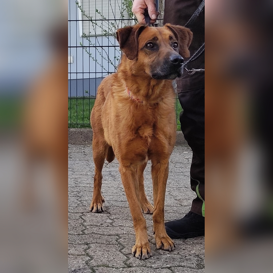 Hellbraune Hündin, stehend, von vorn, Kopf und Blick geradeaus