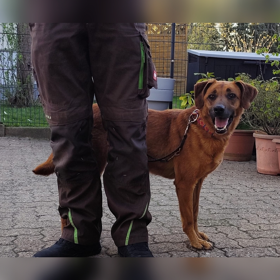 Hellbraune Hündin, stehend, rechte Seite, Kopf und Blick nach rechts in Kamera, davor eine Person