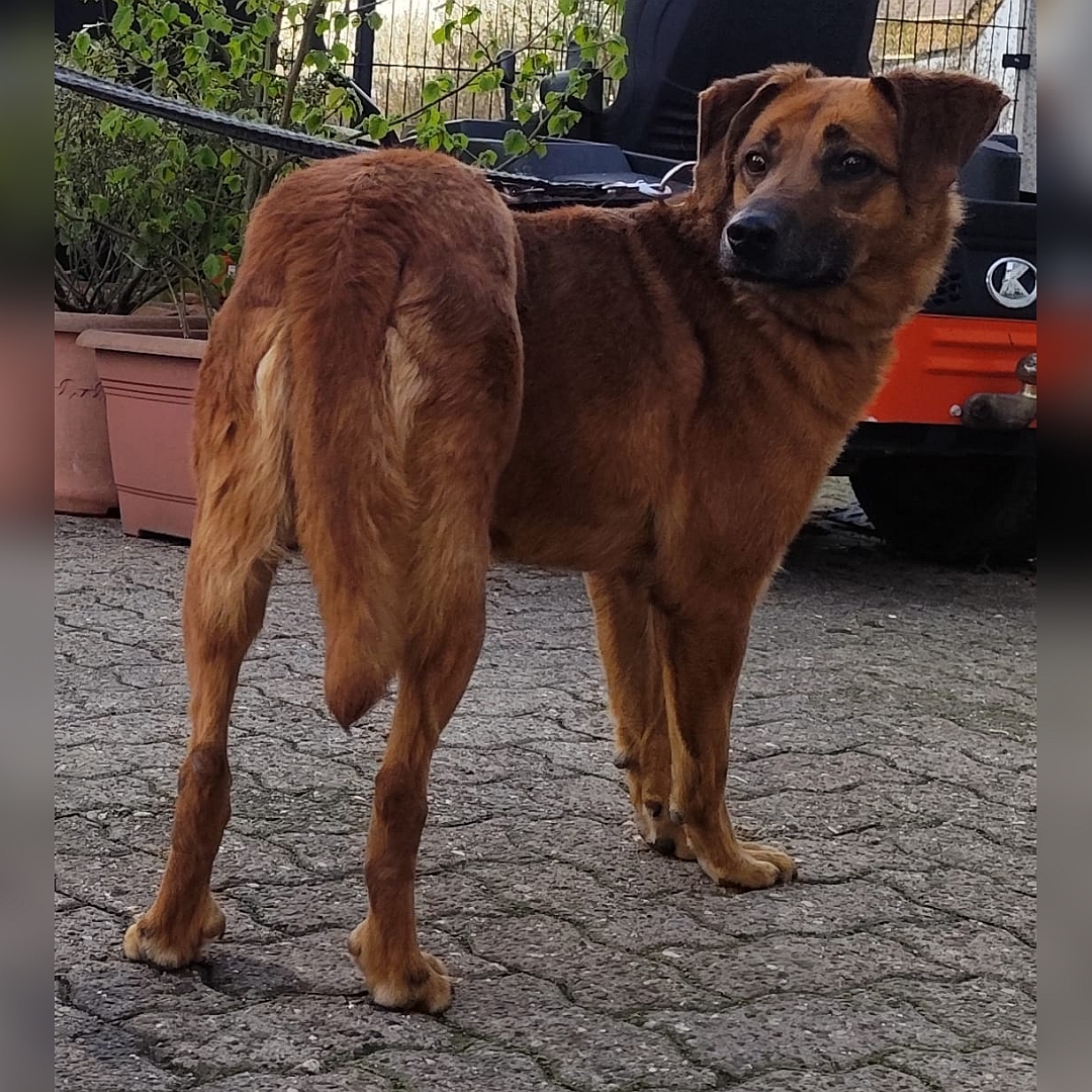 Hellbraune Hündin, stehend, von hinten, Kopf und Blick nach rechts hinten
