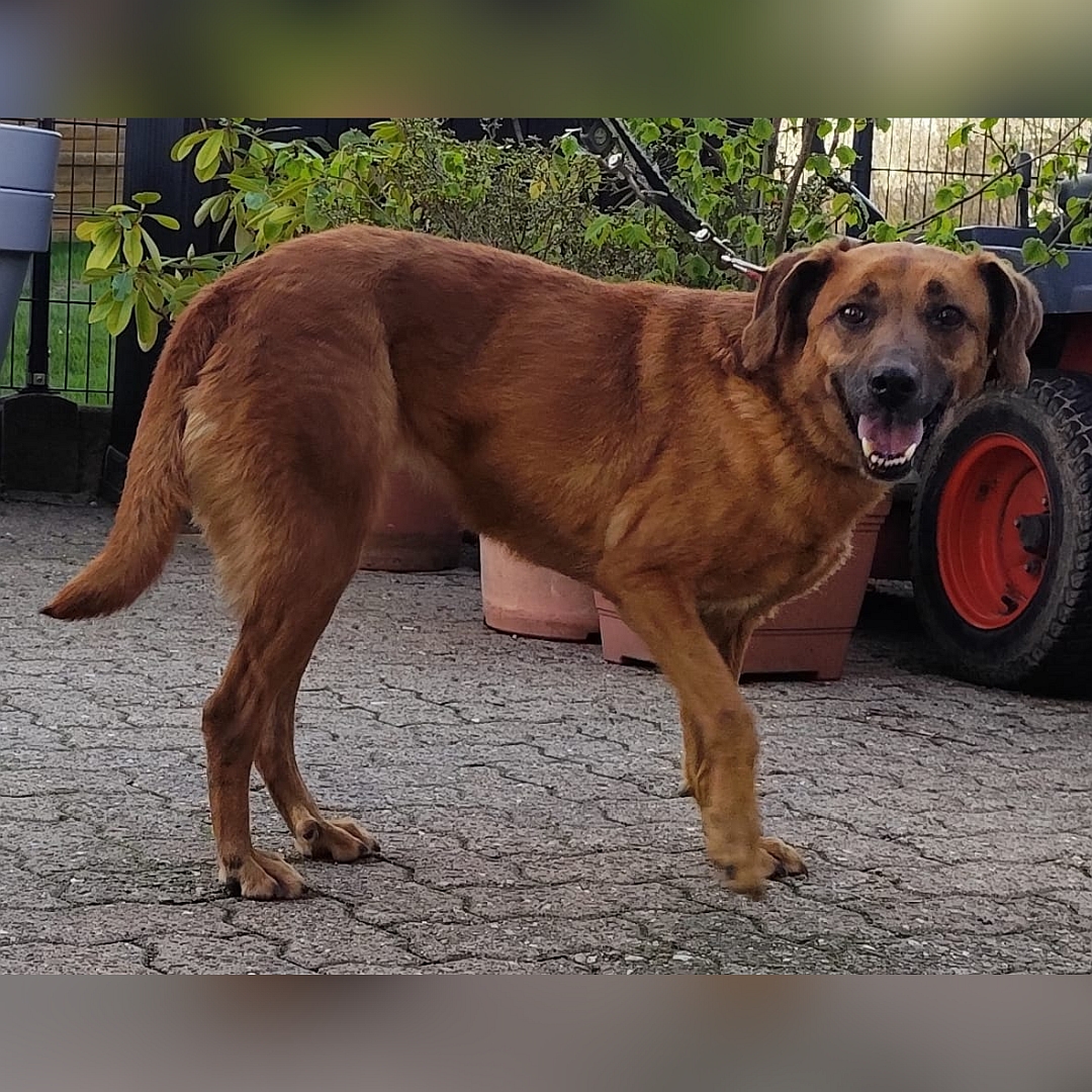 Hellbraune Hündin, stehend, rechte Seite, Kopf und Blick nach rechts in Kamera