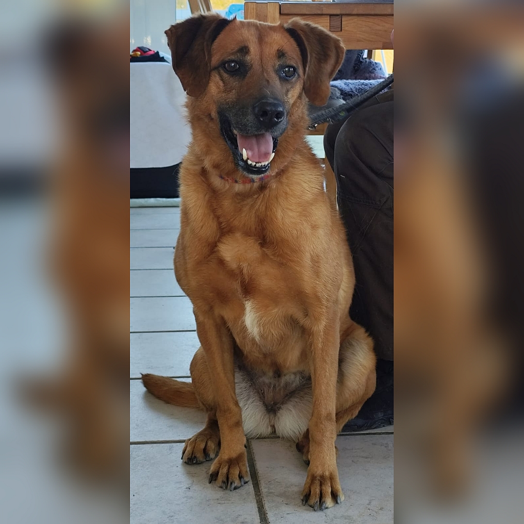 Hellbraune Hündin, sitzend, von vorn, Kopf und Blick leicht nach links