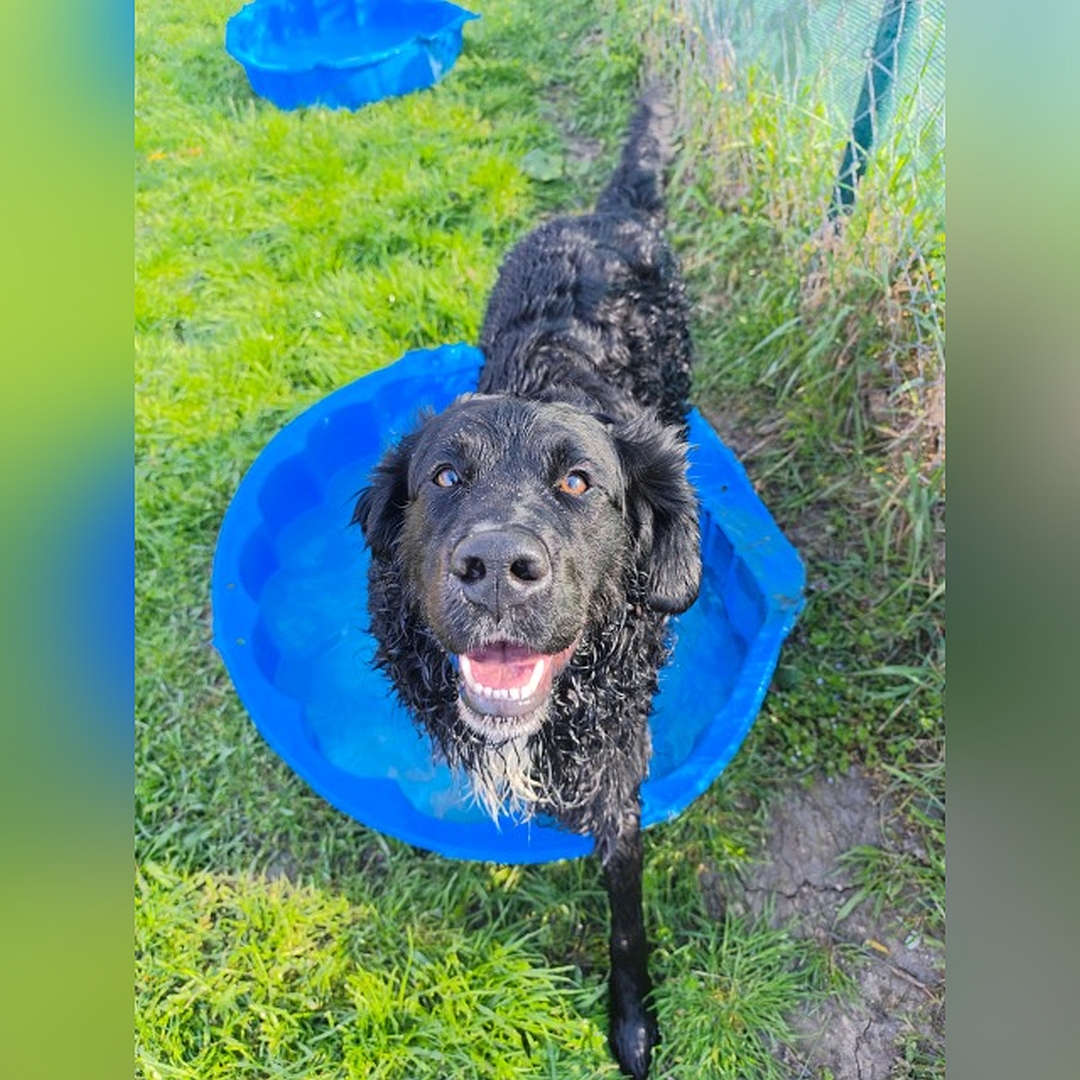 Schwarzer Rüde, weißer Brustfleck, in Wassermuschel stehend, von vorn oben, Blick nach oben in Kamera