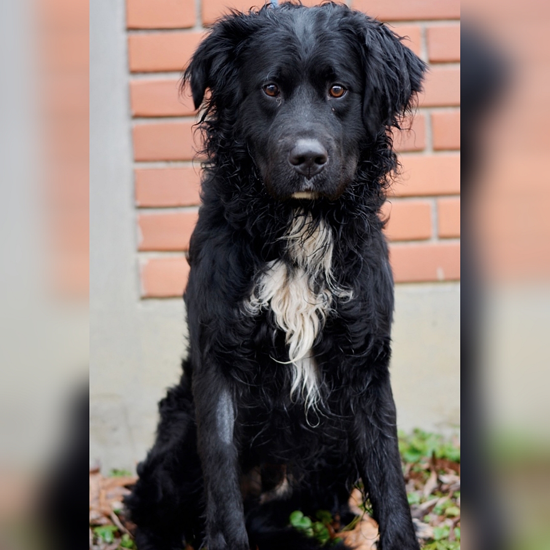 Schwarzer Rüde, weißer Brustfleck, sitzend, von vorn, Blick in Kamera