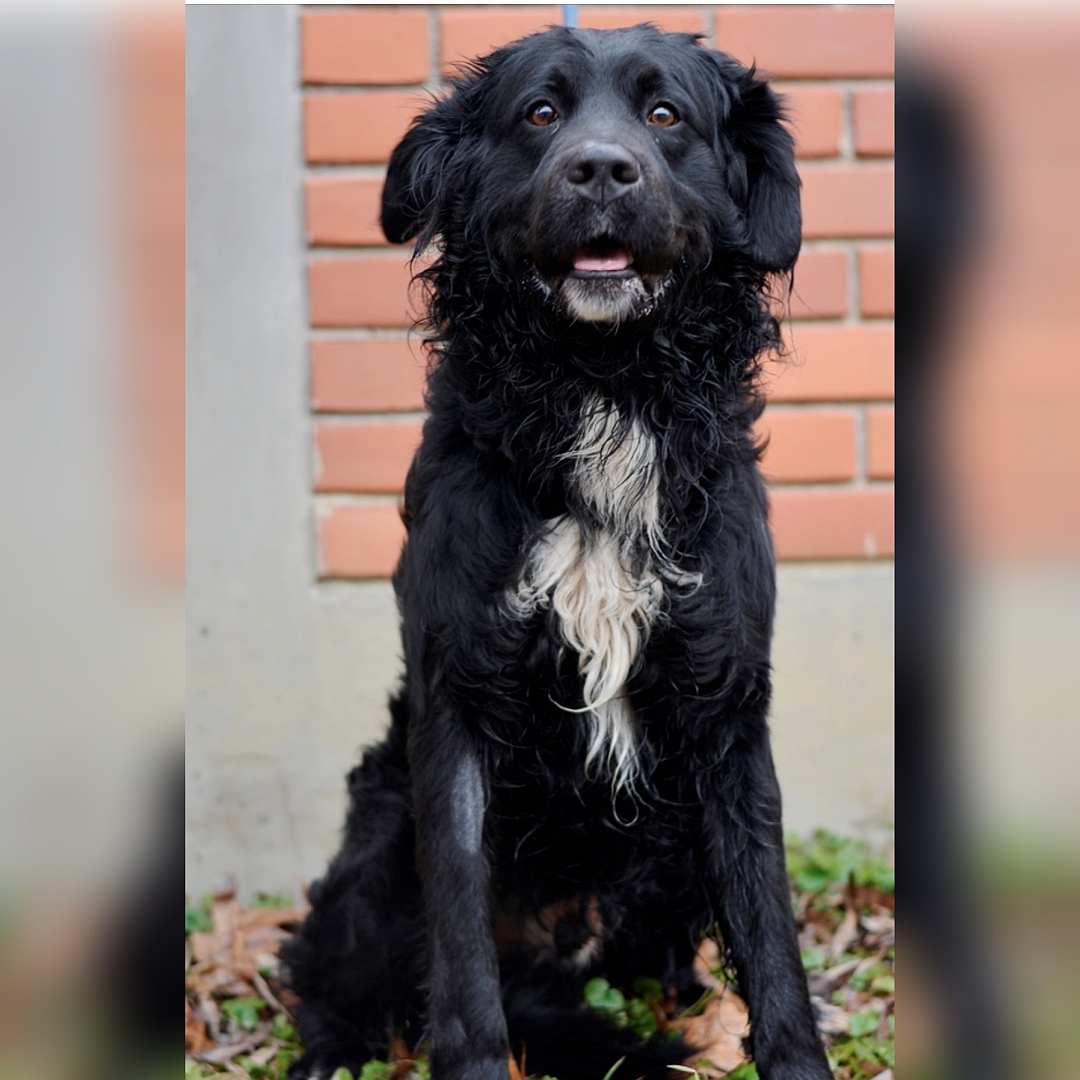 Schwarzer Rüde, weißer Brustfleck, sitzend, von vorn, Blick in Kamera