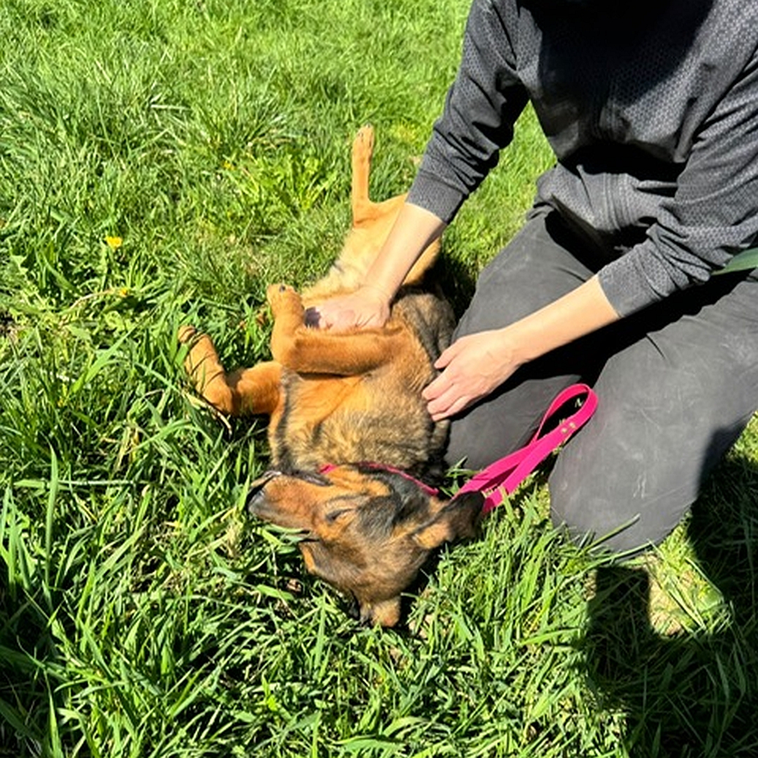 Brauner Rüde, auf dem Rücken liegend, von oben, wird gekrault, Kopf und Blick nach links