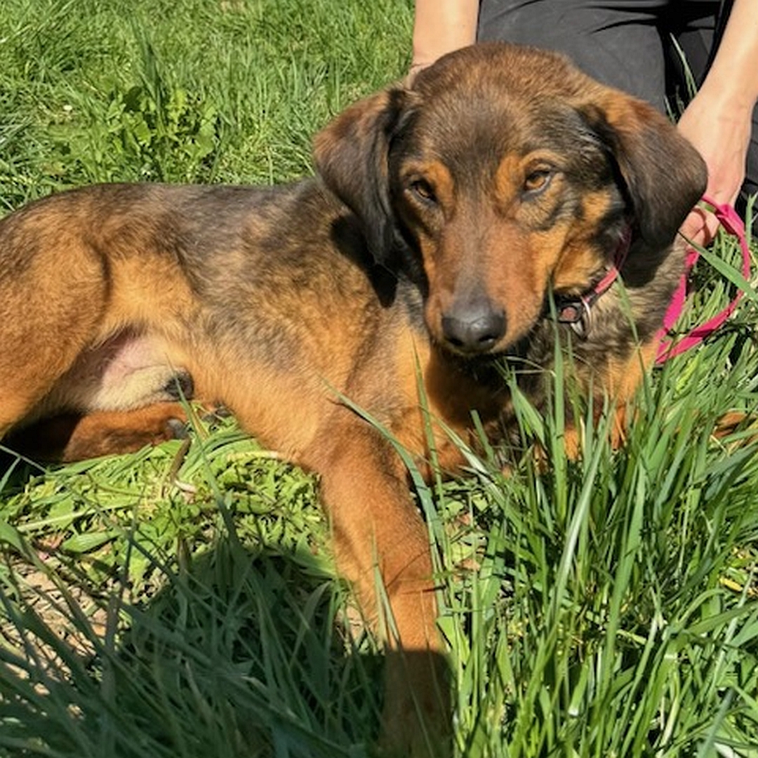 Brauner Rüde, liegend, rechte Seite, Kopf und Blick nach rechts in Kamera