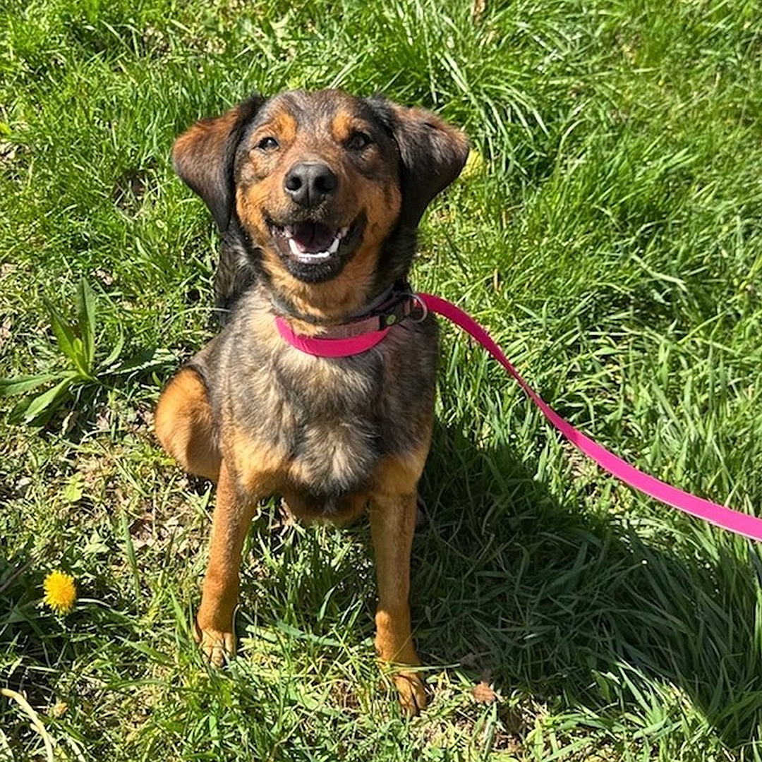 Brauner Rüde, sitzend, von vorn oben, Blick in Kamera