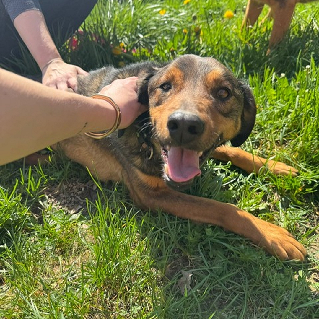 Brauner Rüde, liegend, rechte Seite, Kopf und Blick nach rechts in Kamera