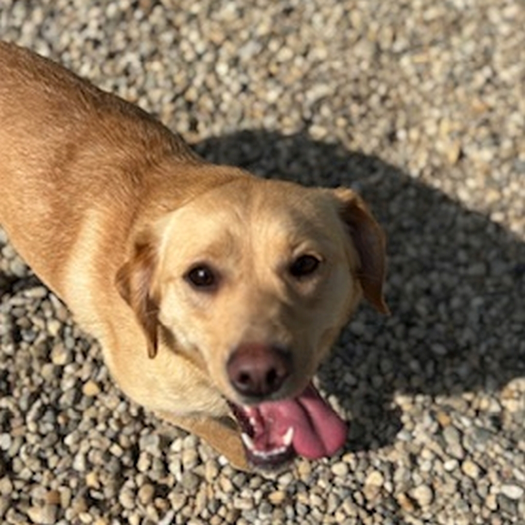 Hell-beige Hündin, stehend, von vorn oben, Kopf und Blick Richtung Kamera
