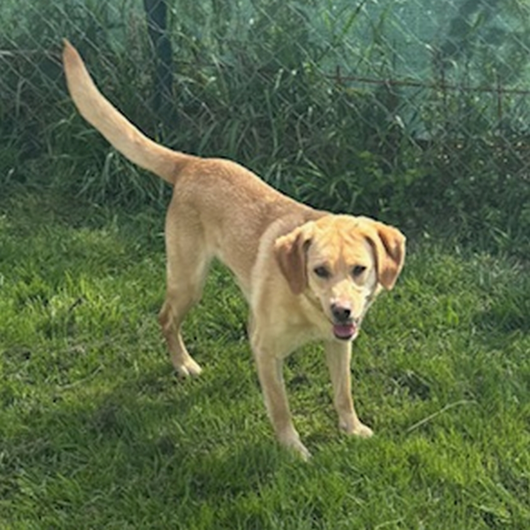 Hell-beige Hündin, stehend, von eher rechts vorn, Kopf und Blick Richtung Kamera