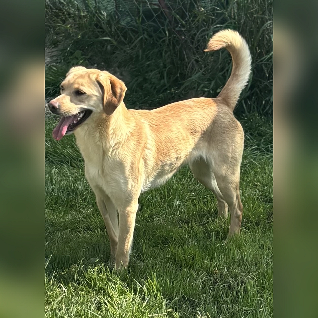 Hell-beige Hündin, stehend, linke Seite, Kopf und Blick geradeaus