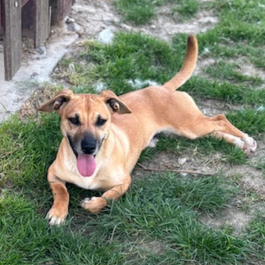 Hell-beiger, kleiner Rüde, liegend, von vorn, Blick geradeaus