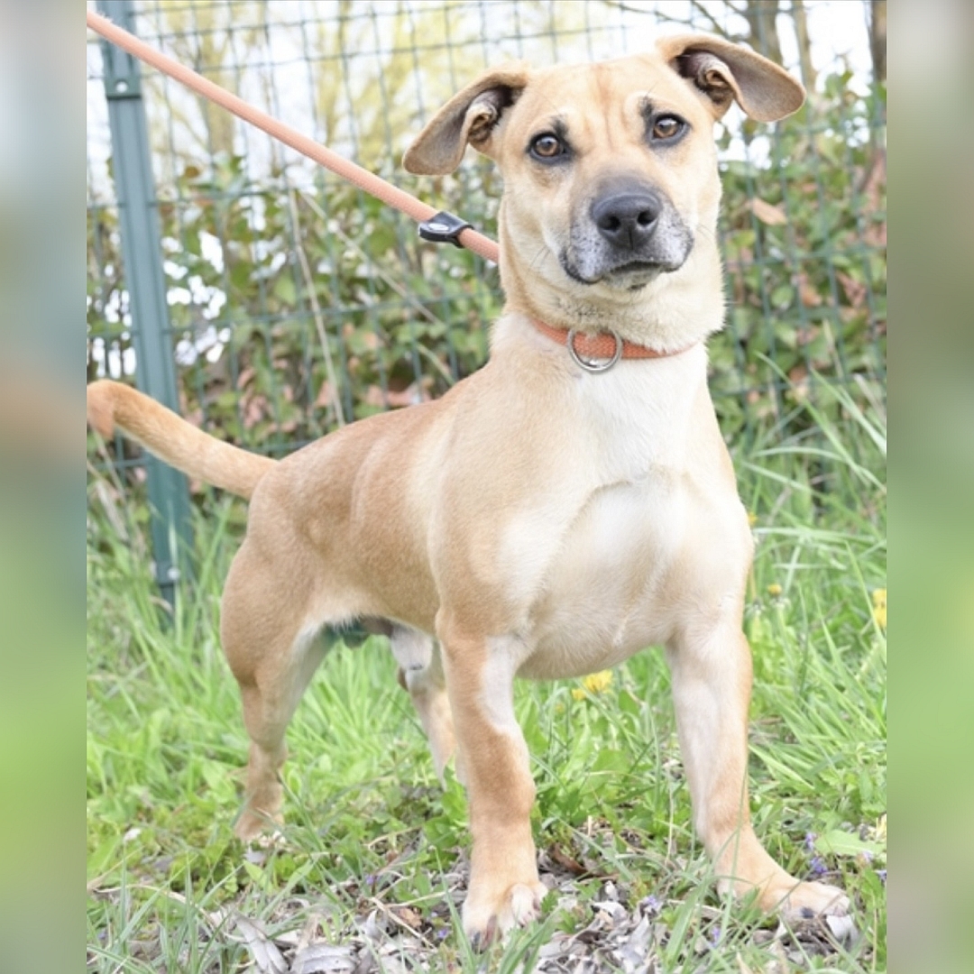 Hell-beiger, kleiner Rüde, stehend, von vorn, Blick in Kamera