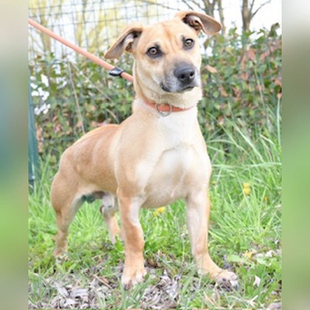 Hell-beiger, kleiner Rüde, stehend, von vorn, Blick in Kamera