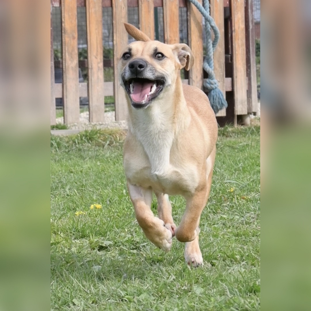 Hell-beiger, kleiner Rüde, rennend, von vorn, Blick geradeaus