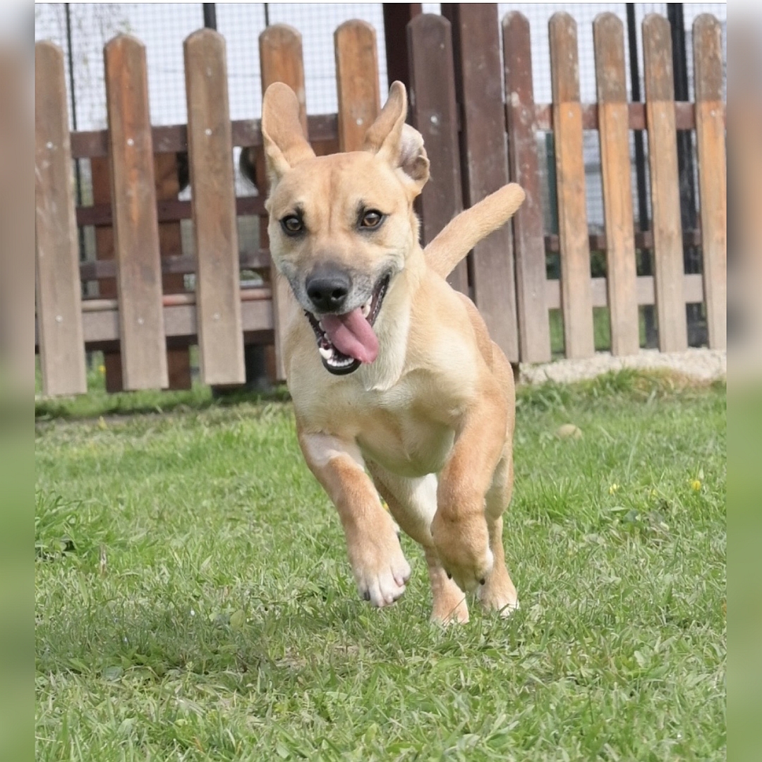 Hell-beiger, kleiner Rüde, rennend, von vorn, Blick geradeaus