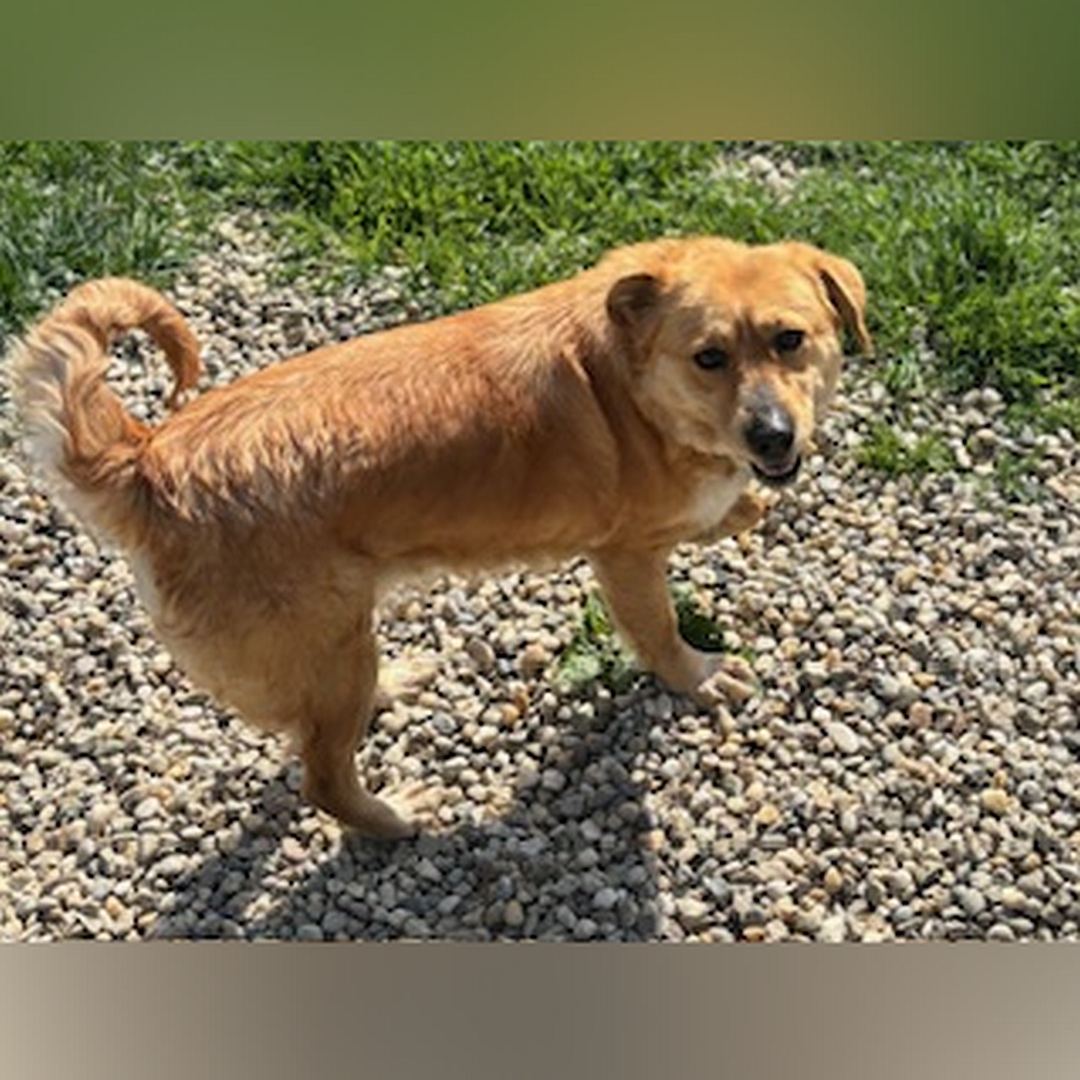 Hellbraune Hündin, stehend, von oben, rechte Seite, Kopf und Blick nach rechts oben in Kamera