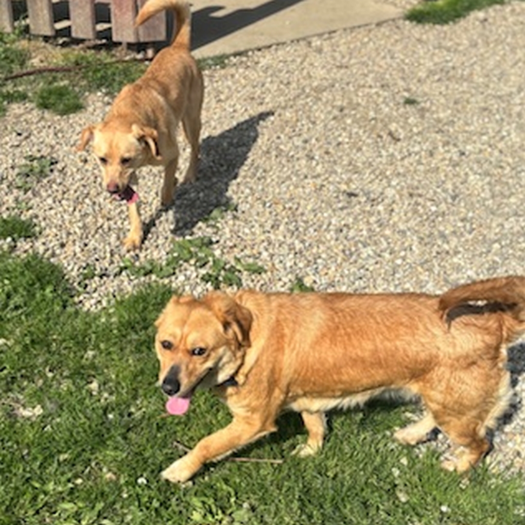 Hellbraune Hündin, gehend, linke Seite, Kopf und Blick nach links oben in Kamera, dahinter ein weiterer Hund