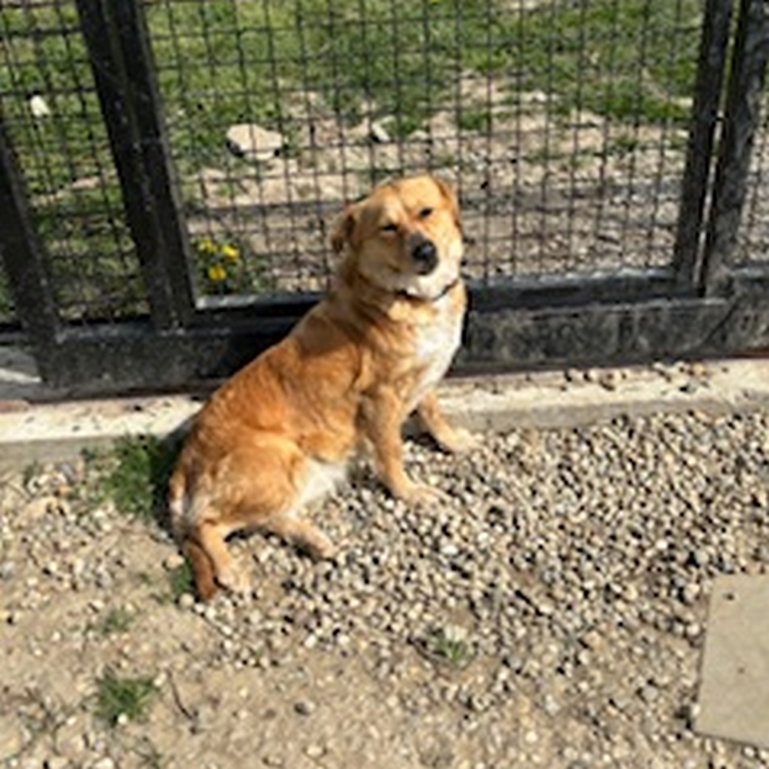 Hellbraune Hündin, stehend, rechte Seite, Kopf und Blick nach rechts in Kamera