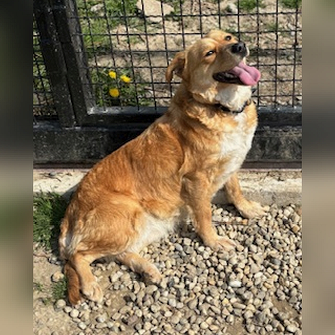 Hellbraune Hündin, stehend, rechte Seite, Kopf und Blick nach rechts oben