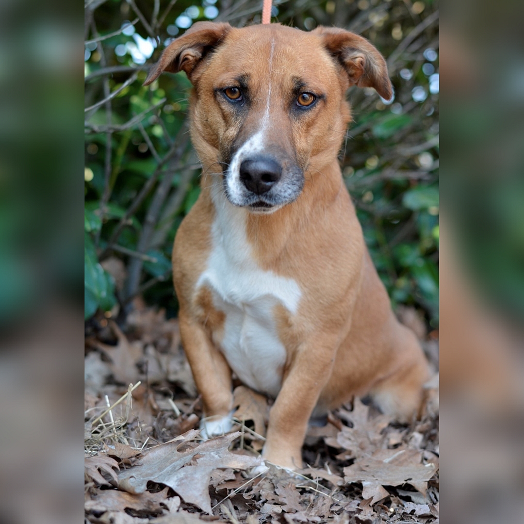 Kleiner, hellbraun-weißer Rüde, sitzend, von vorn, Blick in Kamera