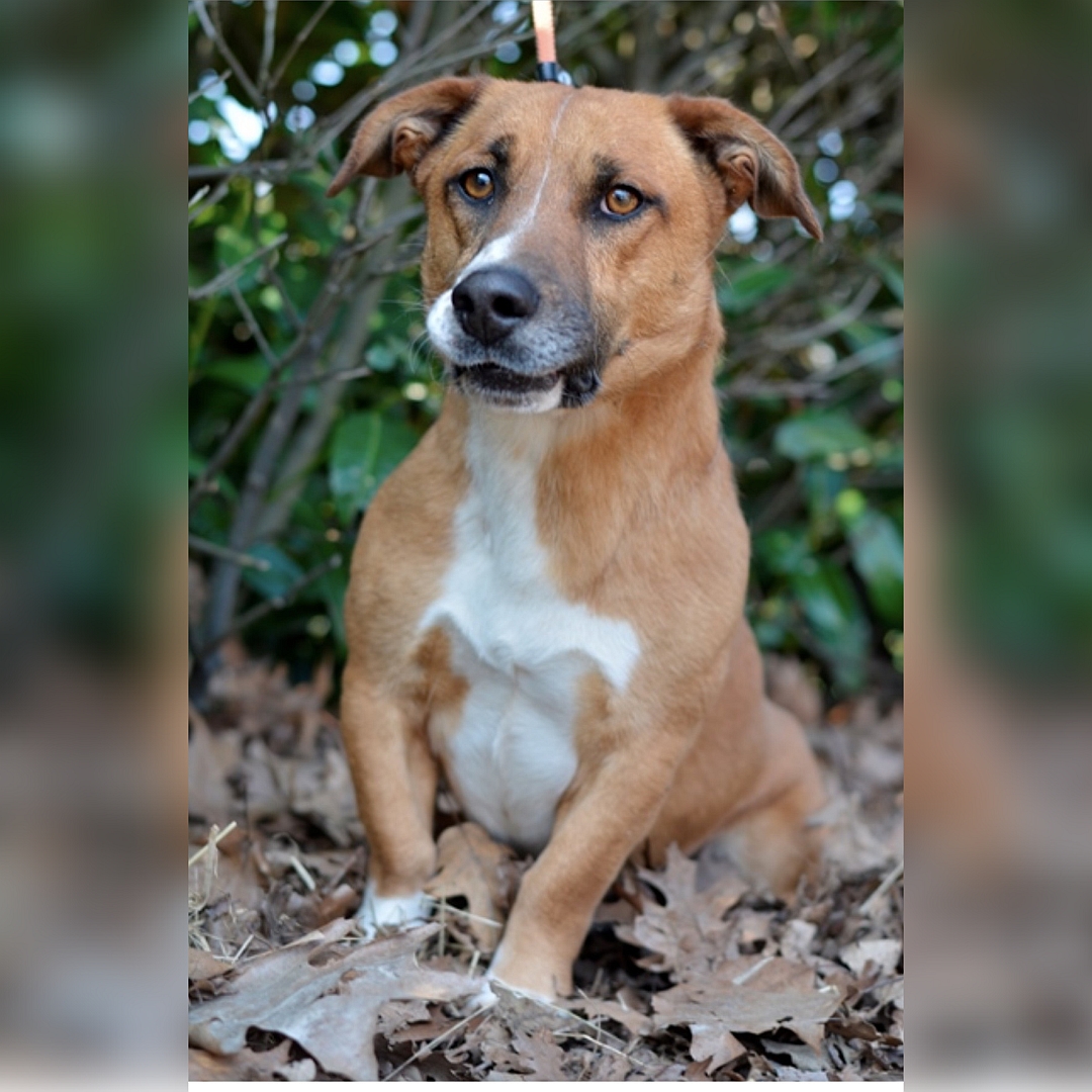 Kleiner, hellbraun-weißer Rüde, sitzend, von vorn, Blick leicht nach rechts