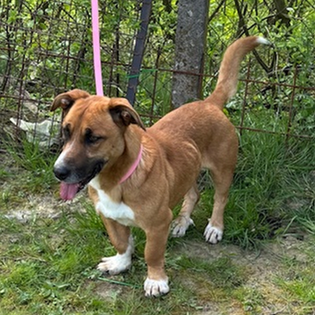 Kleiner, hellbraun-weißer Rüde, stehend, von eher links vorn, Kopf und Blick geradeaus