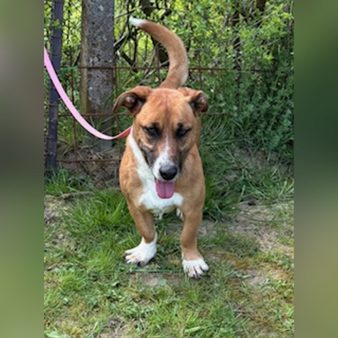 Kleiner, hellbraun-weißer Rüde, stehend, von vorn, Kopf und Blick leicht nach unten