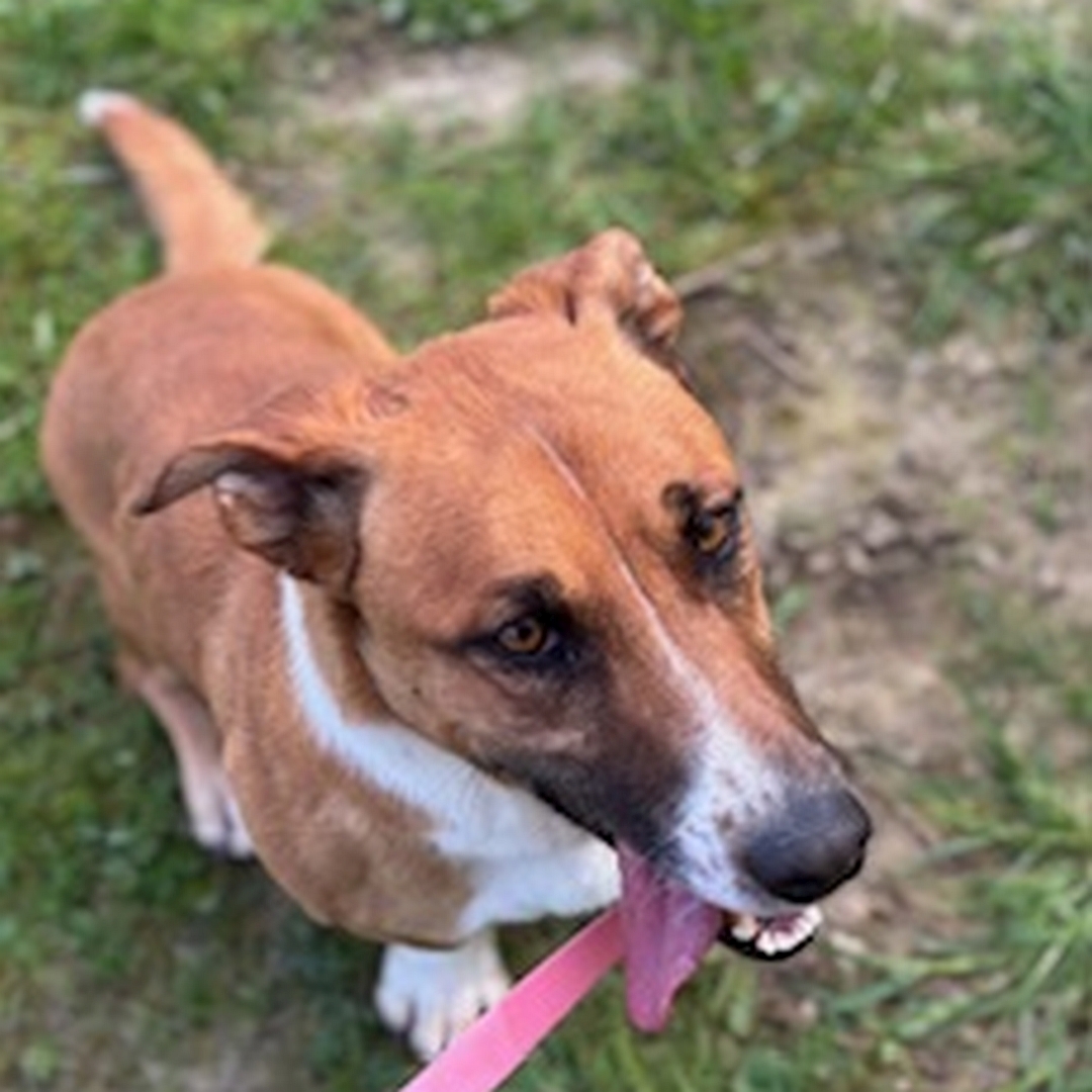 Kleiner, hellbraun-weißer Rüde, sitzend, oben, Kopf und Blick geradeaus