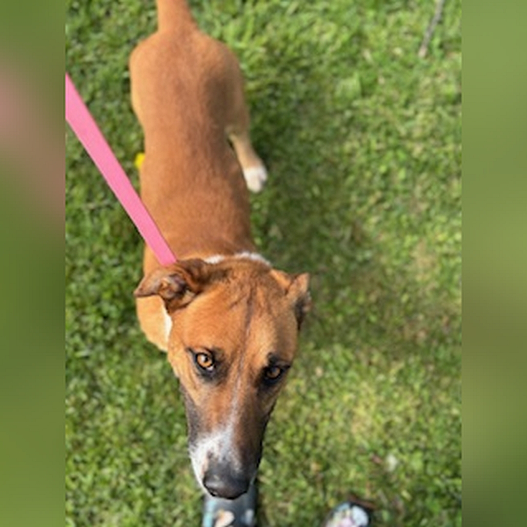 Kleiner, hellbraun-weißer Rüde, stehend, von oben, Kopf und Blick nach oben in Kamera