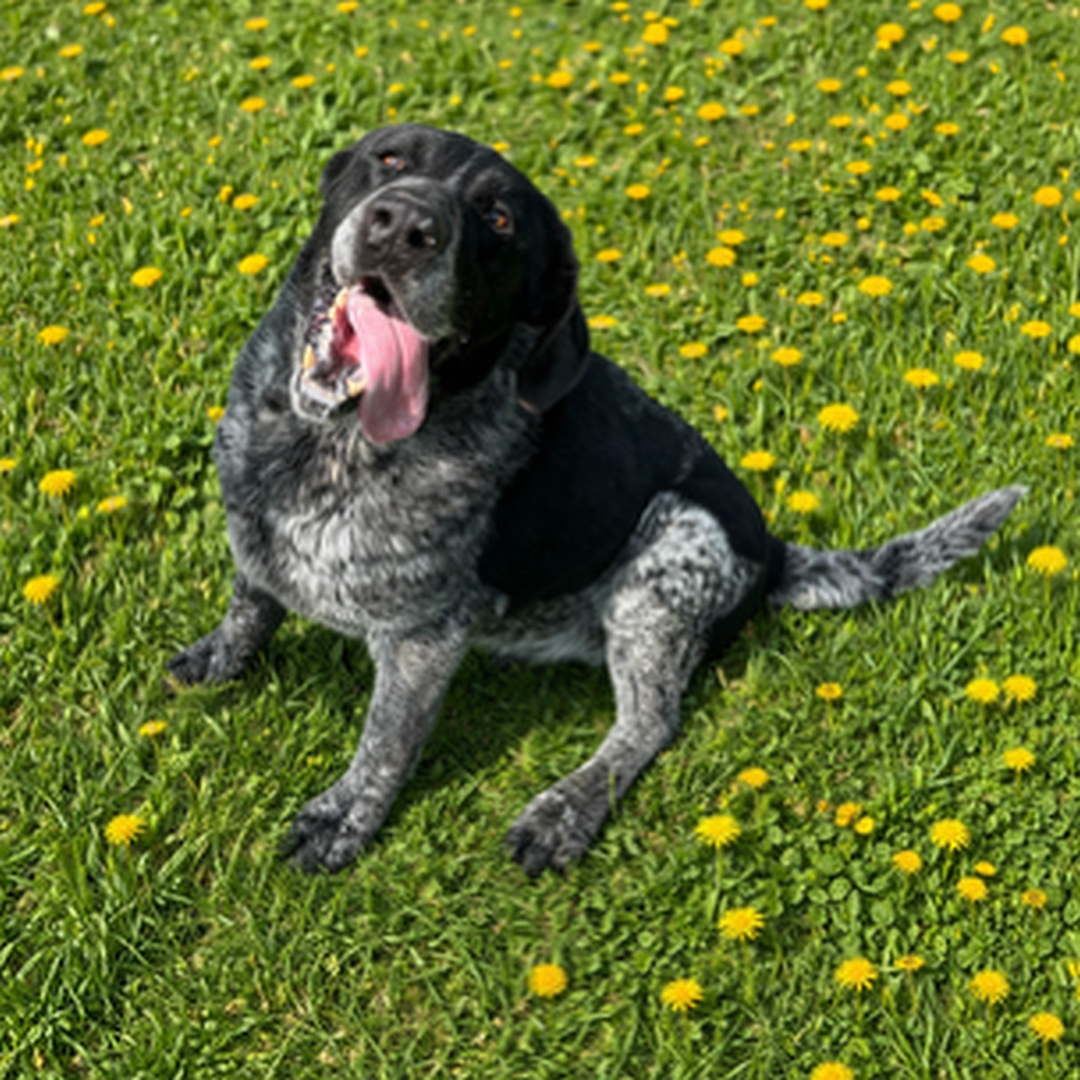 Schwarz-grau melierter Rüde, sitzend, von eher links vorn oben, Kopf und Blick nach oben zu einer Person
