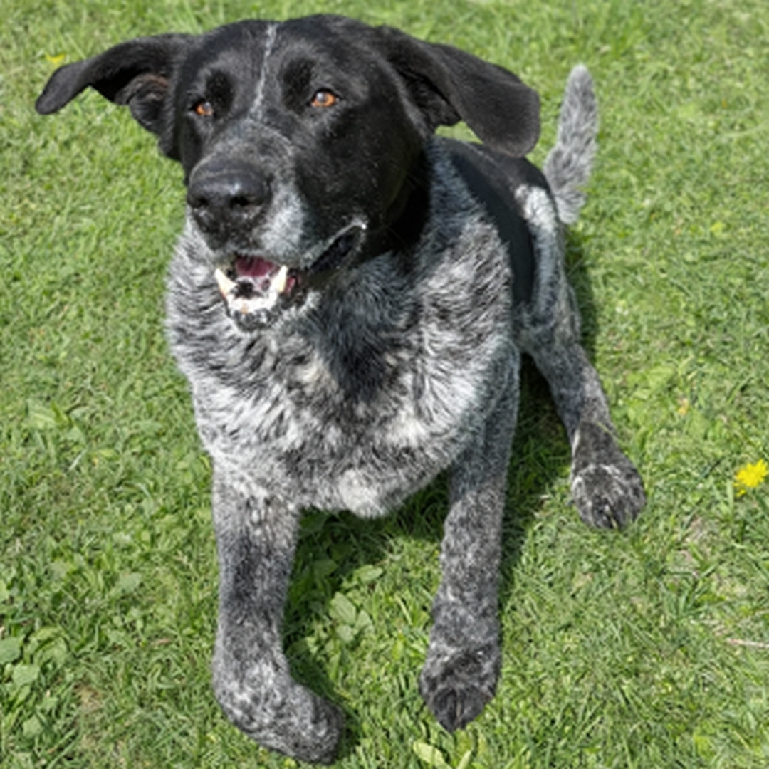 Schwarz-grau melierter Rüde, im Sprung, von vorn oben, Kopf und Blick nach oben zu einer Person