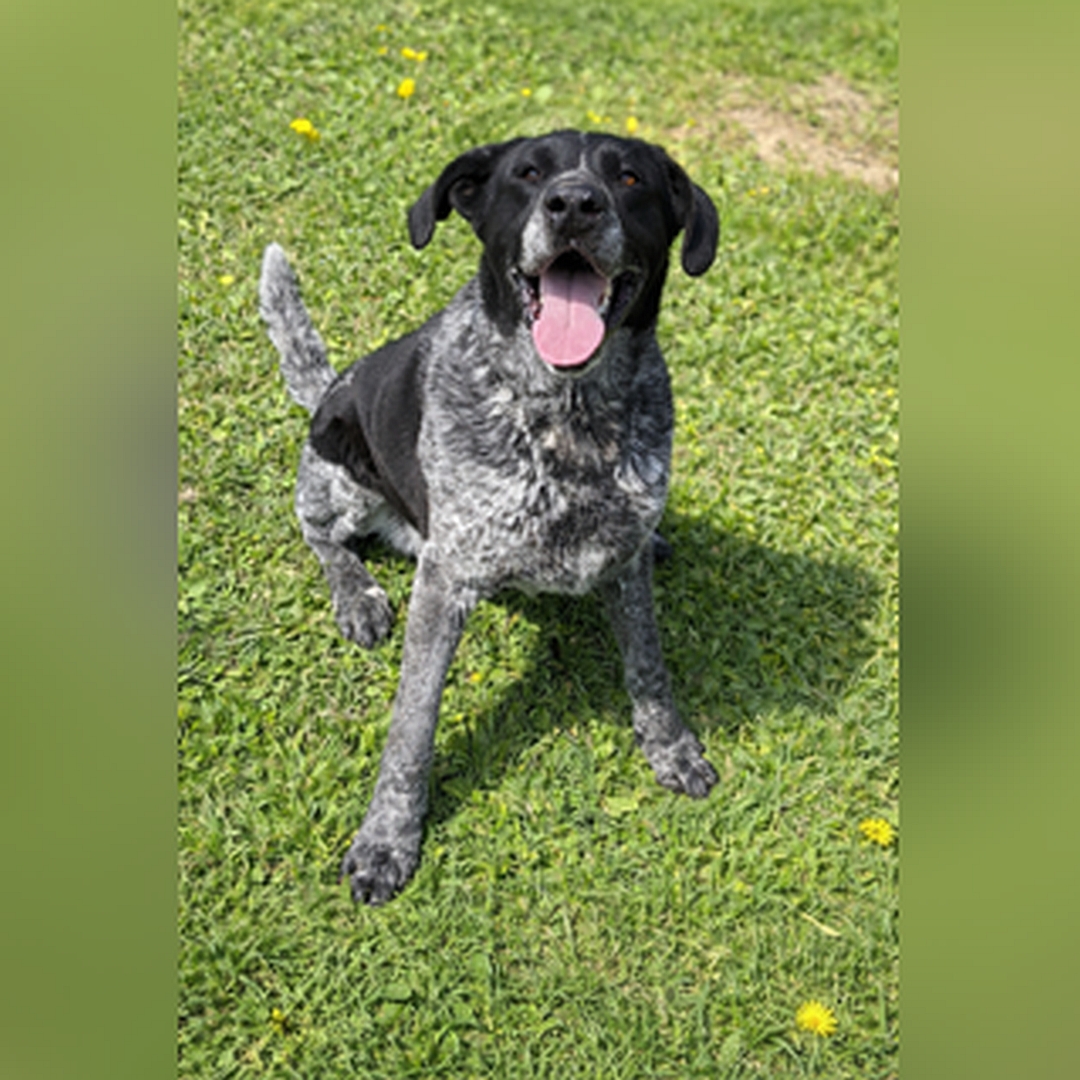 Schwarz-grau melierter Rüde, sitzend, von vorn oben, Kopf und Blick nach oben zu einer Person