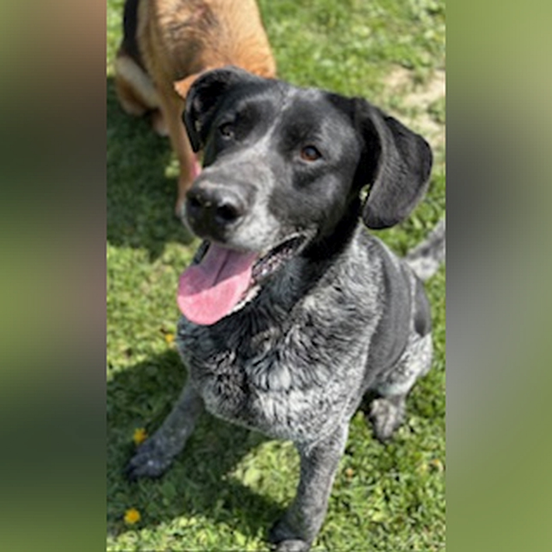 Schwarz-grau melierter Rüde, sitzend, von vorn oben, Kopf und Blick nach oben zu einer Person