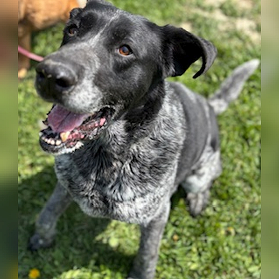 Schwarz-grau melierter Rüde, sitzend, von vorn oben, Kopf und Blick nach oben zu einer Person