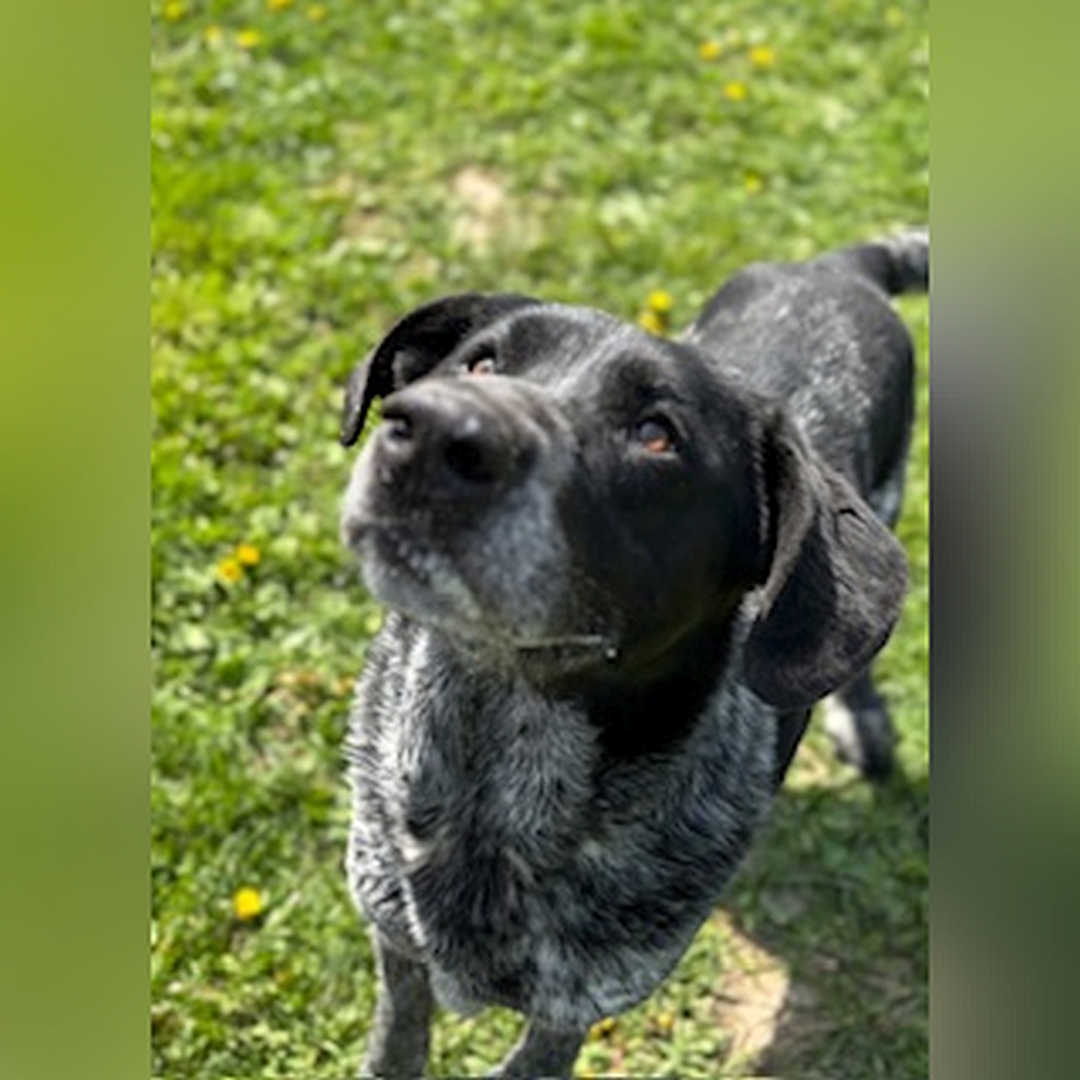 Schwarz-grau melierter Rüde, stehend, von vorn oben, Kopf und Blick nach oben zu einer Person
