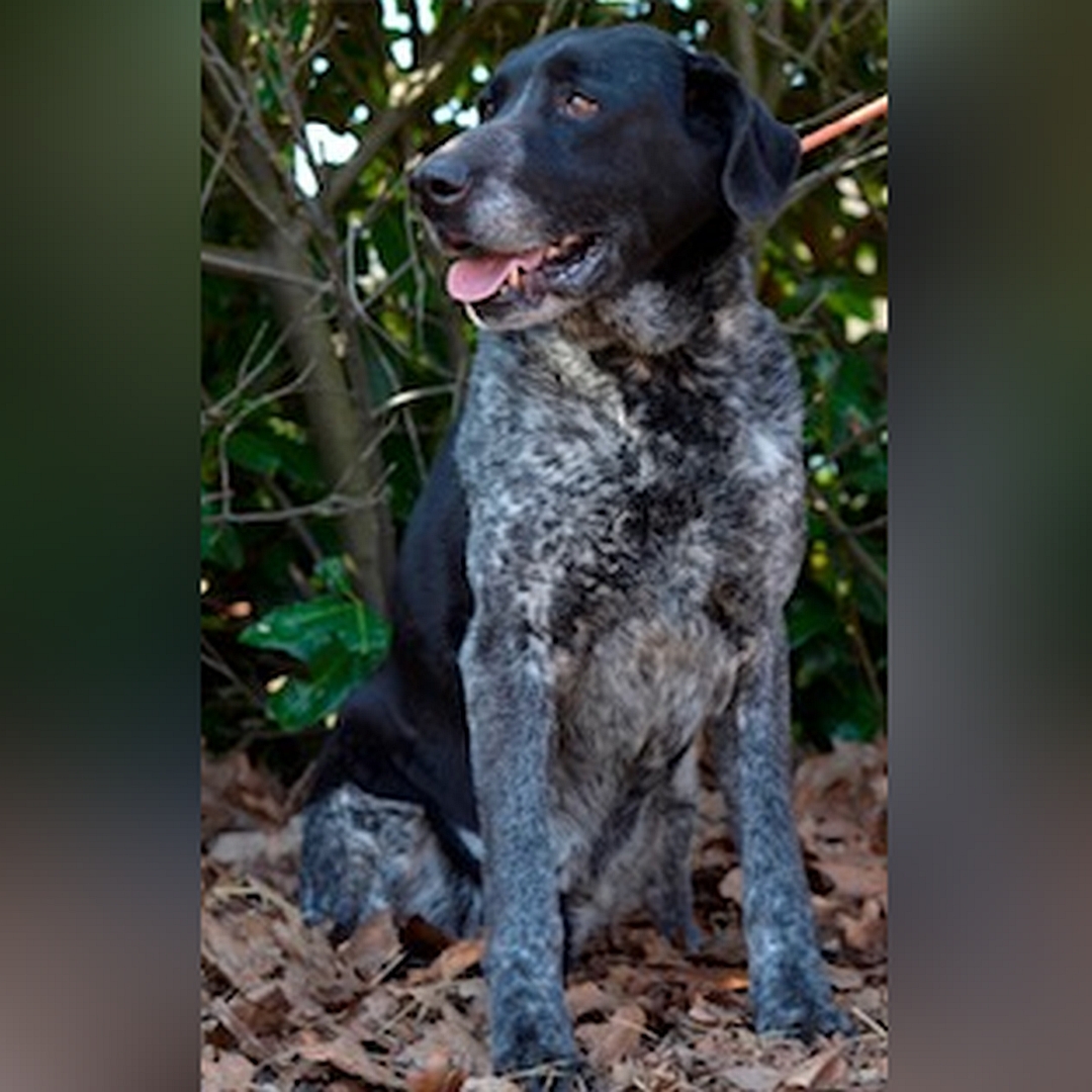 Schwarz-grau melierter Rüde, sitzend, von vorn, Kopf und Blick nach rechts