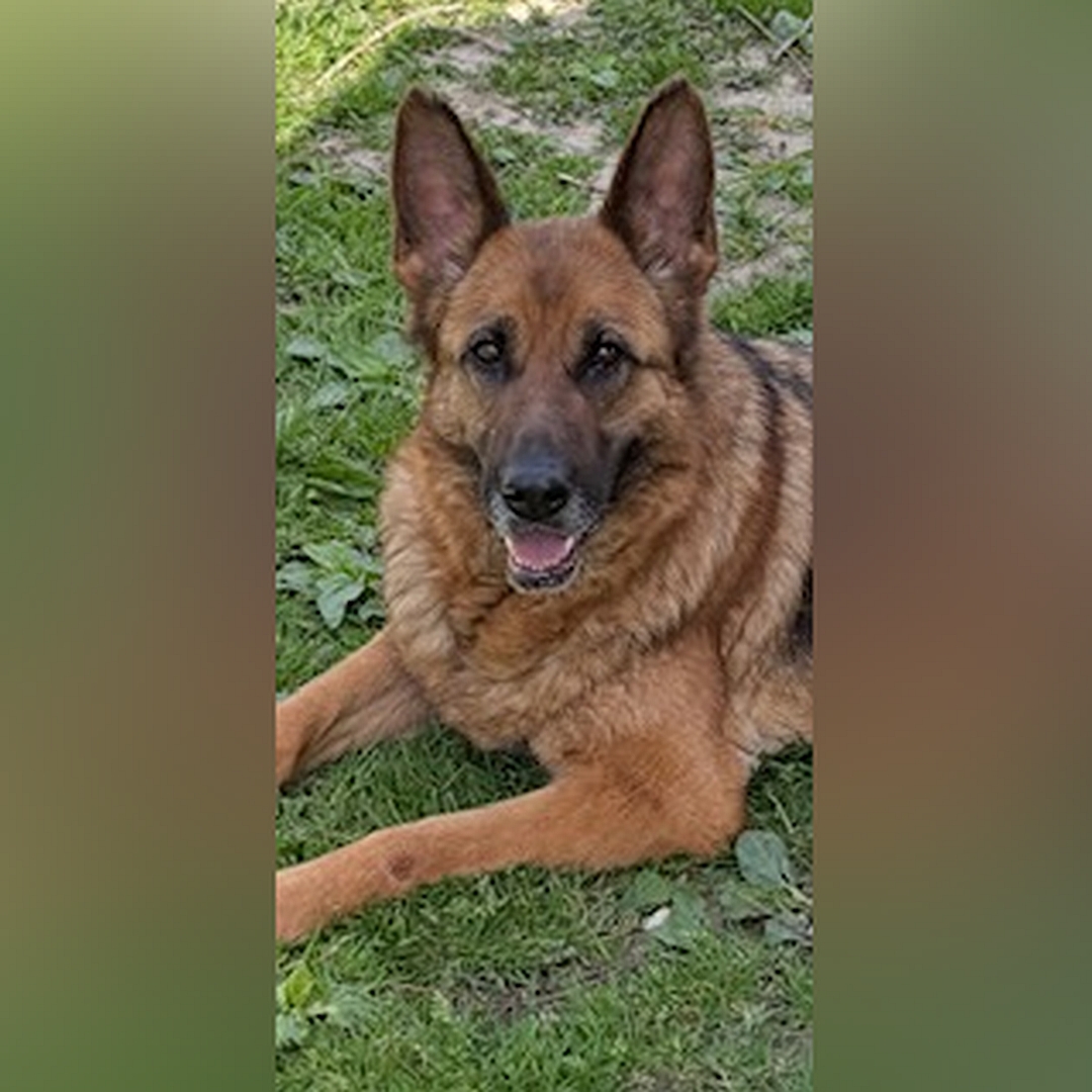 Braun-schwarze Hündin, liegend, Portrait, Blick in Kamera