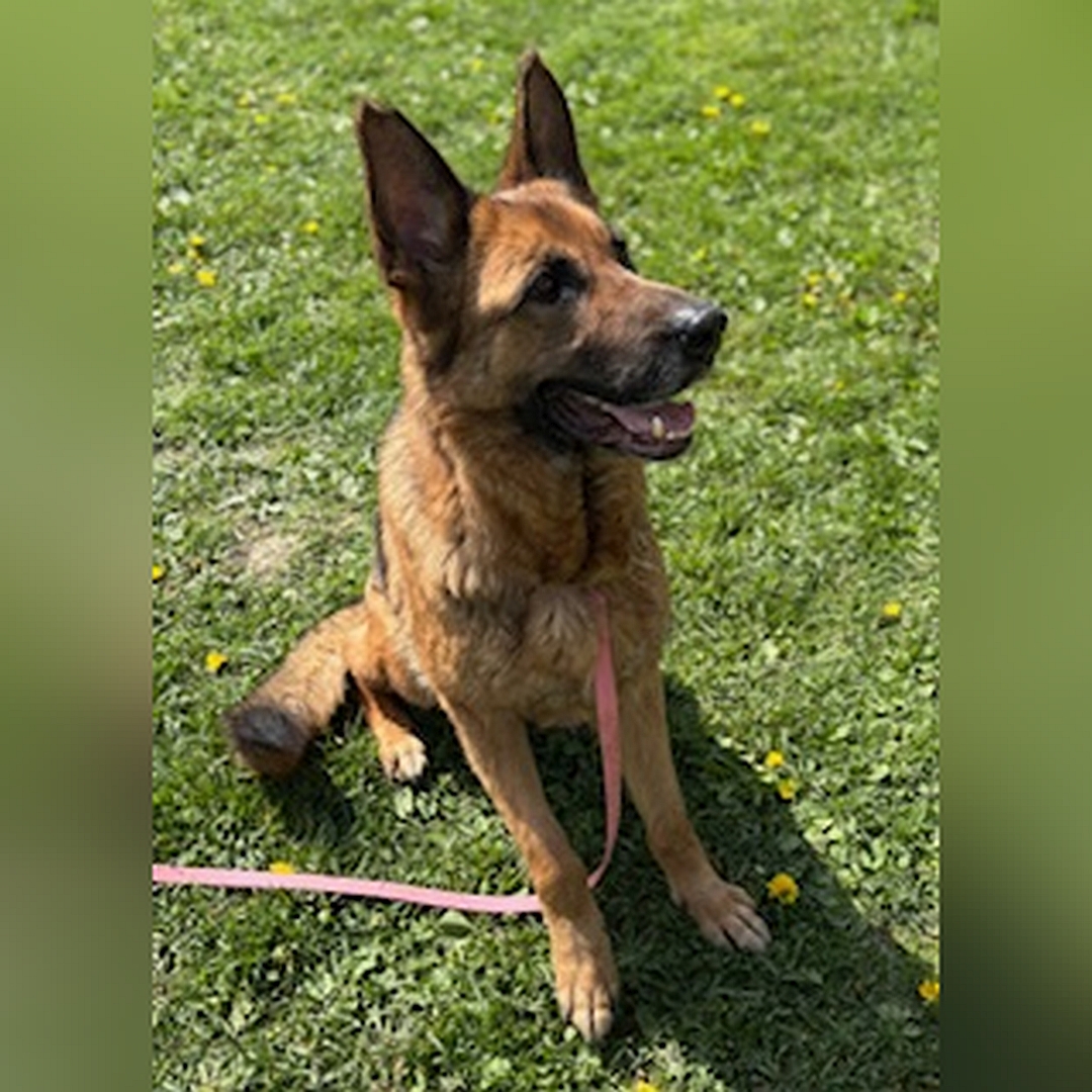 Braun-schwarze Hündin, sitzend, von eher rechts vorn, Kopf und Blick leicht nach links