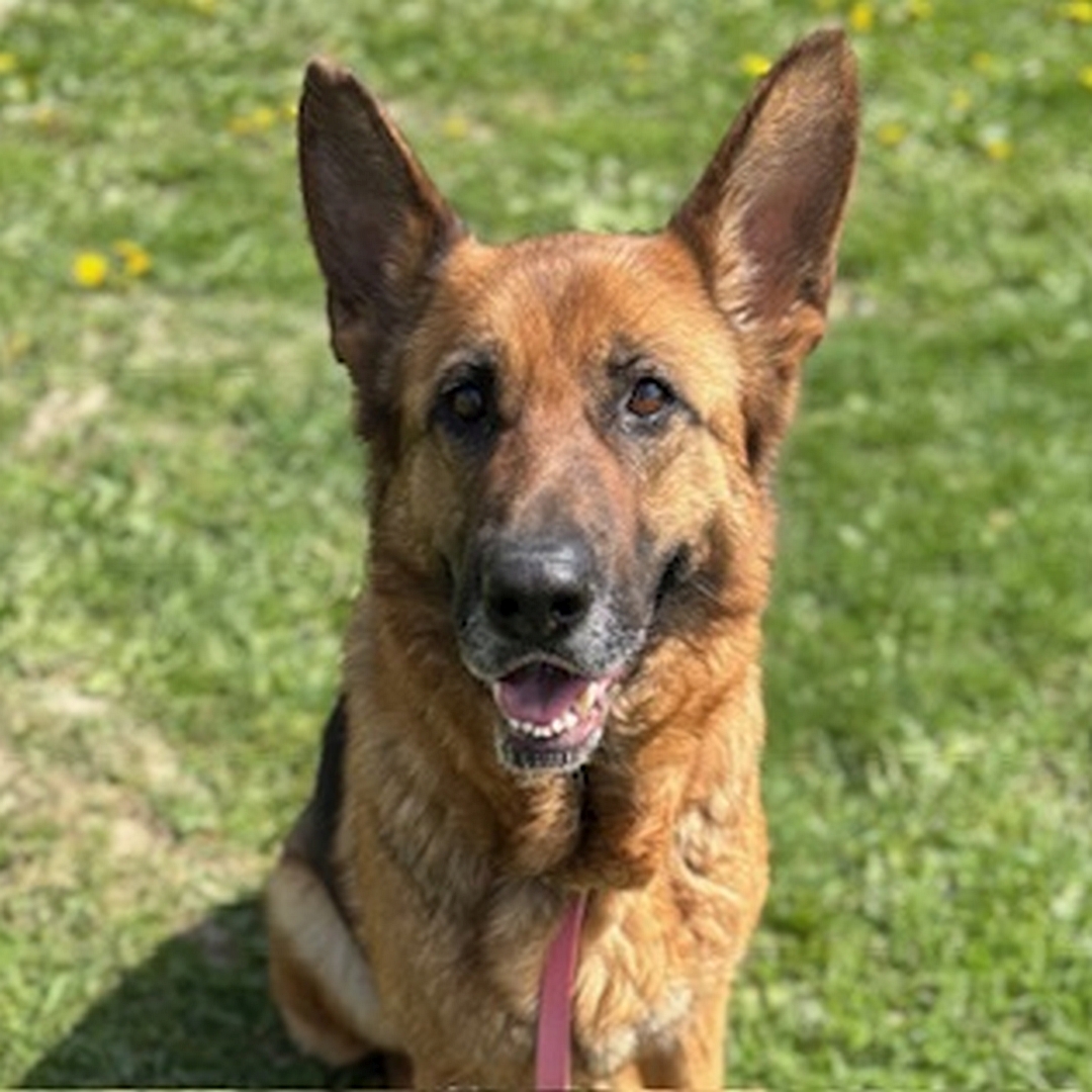 Braun-schwarze Hündin, von vorn, Portrait, Blick in Kamera