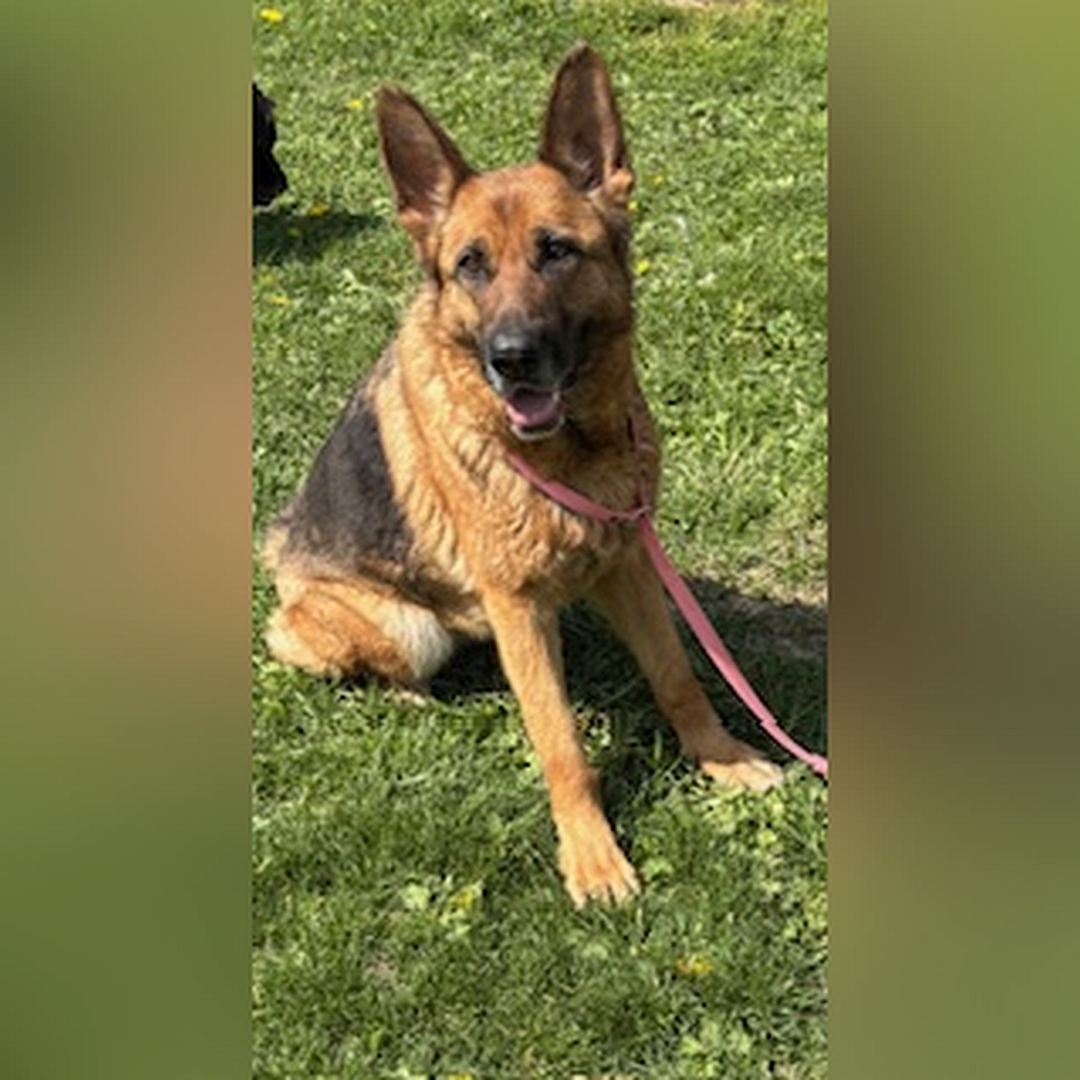 Braun-schwarze Hündin, sitzend, von eher rechts vorn, Kopf und Blick in Kamera